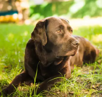 Black Labrador