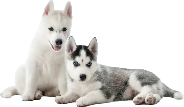 Huskey Puppies